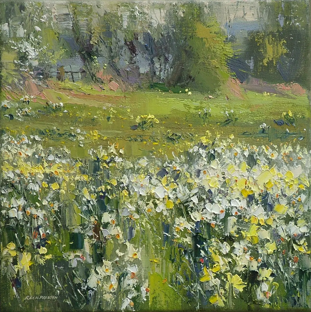 Rex Preston - narcissi at the old nurseries